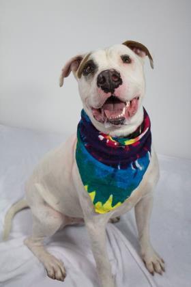 Mack, an adoptable Pit Bull Terrier, Mixed Breed in Moses Lake, WA, 98837 | Photo Image 1