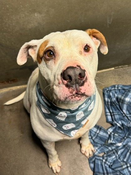 Mack, an adoptable Pit Bull Terrier, Mixed Breed in Moses Lake, WA, 98837 | Photo Image 1