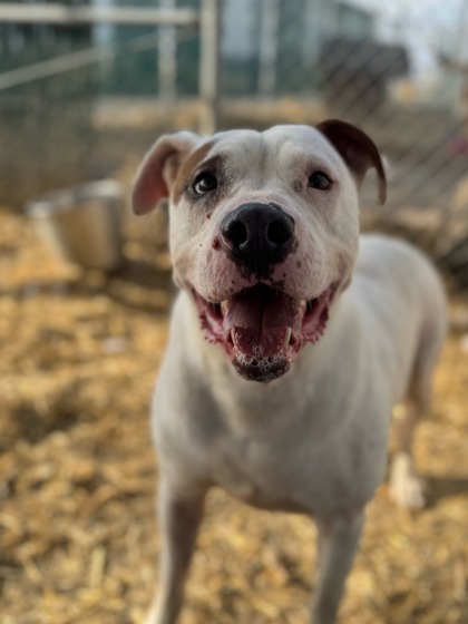 Mack, an adoptable Pit Bull Terrier, Mixed Breed in Moses Lake, WA, 98837 | Photo Image 2