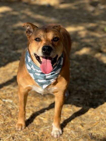 Sammi, an adoptable Terrier, Mixed Breed in Moses Lake, WA, 98837 | Photo Image 1