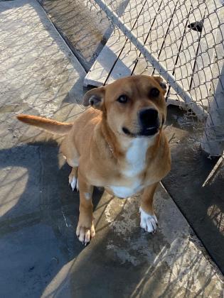 Sammi, an adoptable Terrier, Mixed Breed in Moses Lake, WA, 98837 | Photo Image 3