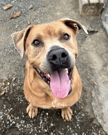 Franklyn, an adoptable Mixed Breed in Moses Lake, WA, 98837 | Photo Image 1