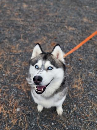 Candice, an adoptable Siberian Husky, Mixed Breed in Moses Lake, WA, 98837 | Photo Image 1