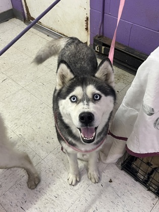 Candice, an adoptable Siberian Husky, Mixed Breed in Moses Lake, WA, 98837 | Photo Image 2