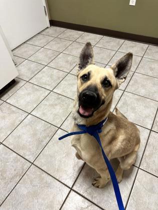 Poppy, an adoptable Belgian Shepherd / Malinois, Mixed Breed in Moses Lake, WA, 98837 | Photo Image 1