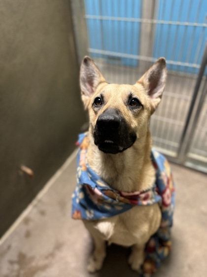 Poppy, an adoptable Belgian Shepherd / Malinois, Mixed Breed in Moses Lake, WA, 98837 | Photo Image 2