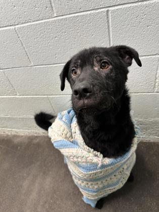 Burt, an adoptable Retriever, Mixed Breed in Moses Lake, WA, 98837 | Photo Image 1