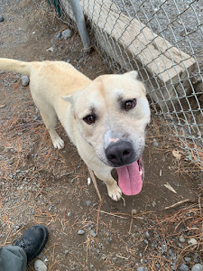 Munster, an adoptable Pit Bull Terrier, Mixed Breed in Moses Lake, WA, 98837 | Photo Image 1