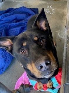 Romeo, an adoptable Shepherd, Mixed Breed in Moses Lake, WA, 98837 | Photo Image 1