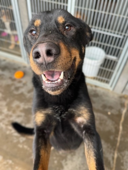 Romeo, an adoptable Shepherd, Mixed Breed in Moses Lake, WA, 98837 | Photo Image 2