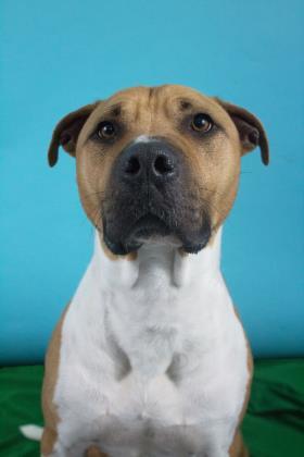 Buddy, an adoptable Pit Bull Terrier, Mixed Breed in Moses Lake, WA, 98837 | Photo Image 1