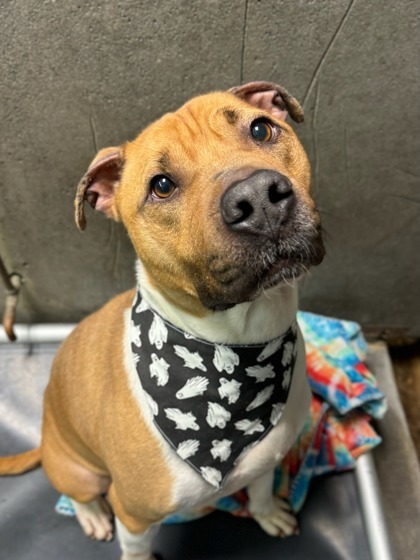 Buddy, an adoptable Pit Bull Terrier, Mixed Breed in Moses Lake, WA, 98837 | Photo Image 1