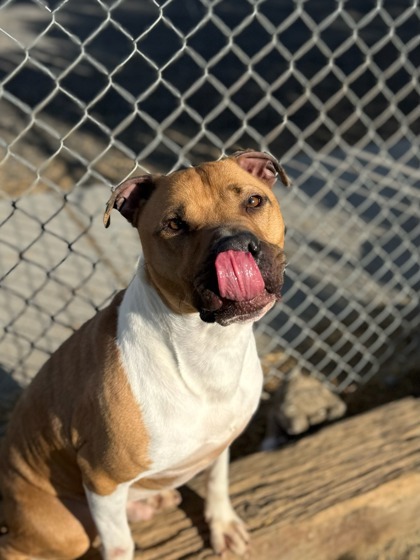 Buddy, an adoptable Pit Bull Terrier, Mixed Breed in Moses Lake, WA, 98837 | Photo Image 3