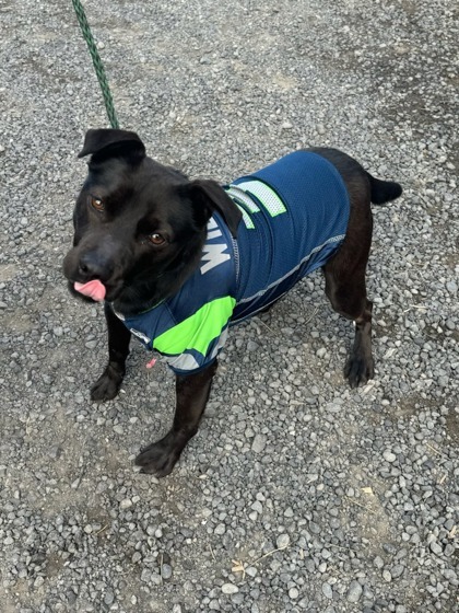 Hippy, an adoptable Terrier, Mixed Breed in Moses Lake, WA, 98837 | Photo Image 2