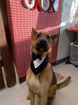 Sampson, an adoptable German Shepherd Dog, Mixed Breed in Moses Lake, WA, 98837 | Photo Image 1