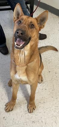 Sampson, an adoptable German Shepherd Dog, Mixed Breed in Moses Lake, WA, 98837 | Photo Image 2