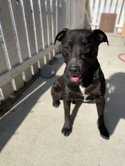 Juddah, an adoptable Pit Bull Terrier, Mixed Breed in Moses Lake, WA, 98837 | Photo Image 1