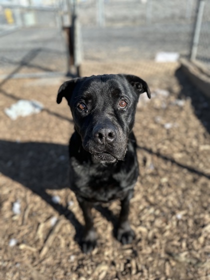 Lincoln, an adoptable Rottweiler, Mixed Breed in Moses Lake, WA, 98837 | Photo Image 2