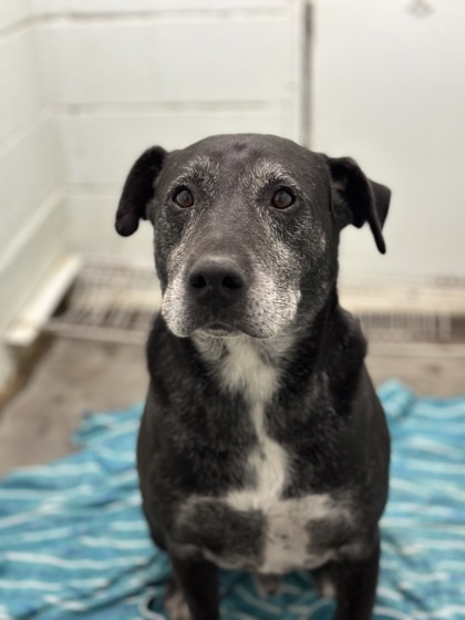 Buddha, an adoptable Pit Bull Terrier, Mixed Breed in Moses Lake, WA, 98837 | Photo Image 1