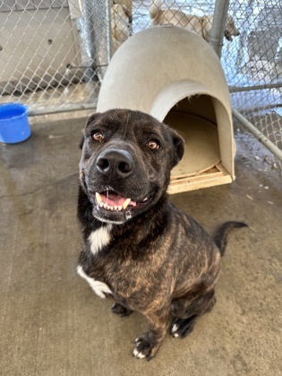 Zeus, an adoptable Pit Bull Terrier, Mixed Breed in Moses Lake, WA, 98837 | Photo Image 2