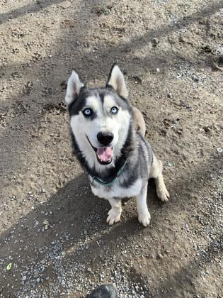 Houdini, an adoptable Siberian Husky, Mixed Breed in Moses Lake, WA, 98837 | Photo Image 1