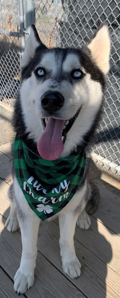 Houdini, an adoptable Siberian Husky, Mixed Breed in Moses Lake, WA, 98837 | Photo Image 2