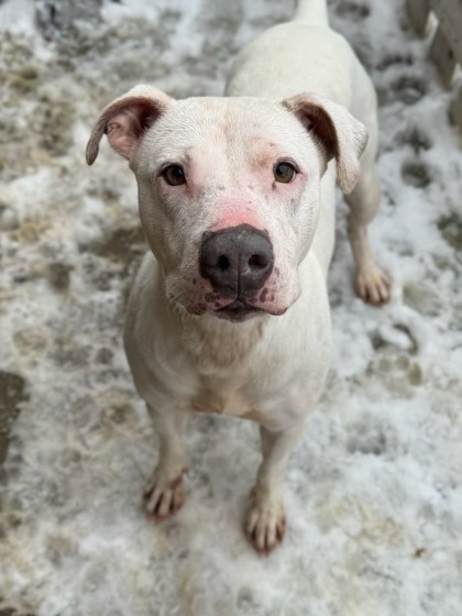 Sativa, an adoptable Pit Bull Terrier, Mixed Breed in Moses Lake, WA, 98837 | Photo Image 1