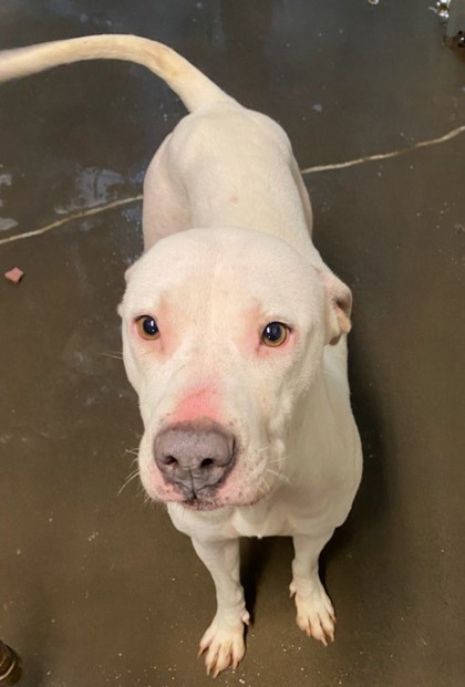 Sativa, an adoptable Pit Bull Terrier, Mixed Breed in Moses Lake, WA, 98837 | Photo Image 2