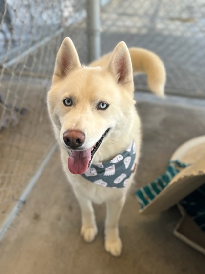 Phineas, an adoptable Siberian Husky, Mixed Breed in Moses Lake, WA, 98837 | Photo Image 1