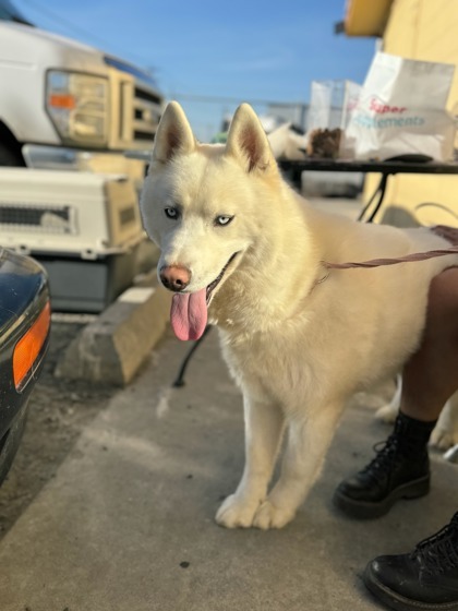 Phineas, an adoptable Siberian Husky, Mixed Breed in Moses Lake, WA, 98837 | Photo Image 2