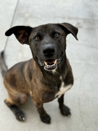 Francisco, an adoptable Shepherd, Mixed Breed in Moses Lake, WA, 98837 | Photo Image 1