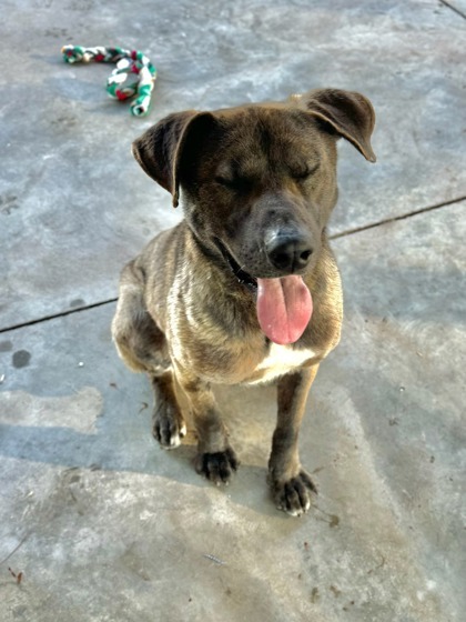 Francisco, an adoptable Shepherd, Mixed Breed in Moses Lake, WA, 98837 | Photo Image 1