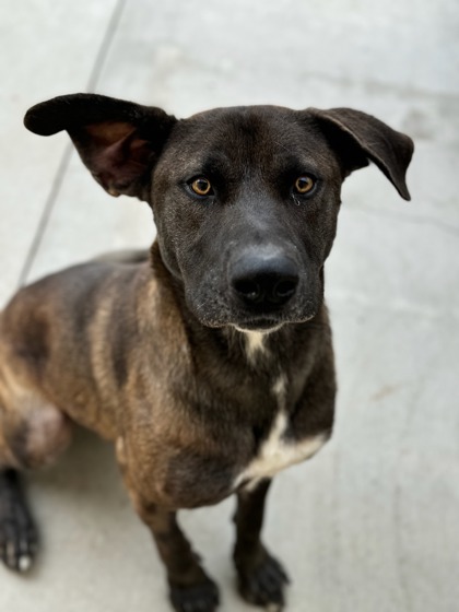 Francisco, an adoptable Shepherd, Mixed Breed in Moses Lake, WA, 98837 | Photo Image 2