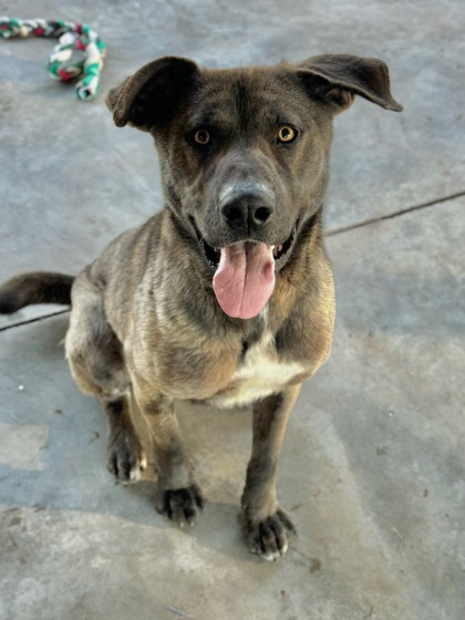 Francisco, an adoptable Shepherd, Mixed Breed in Moses Lake, WA, 98837 | Photo Image 2