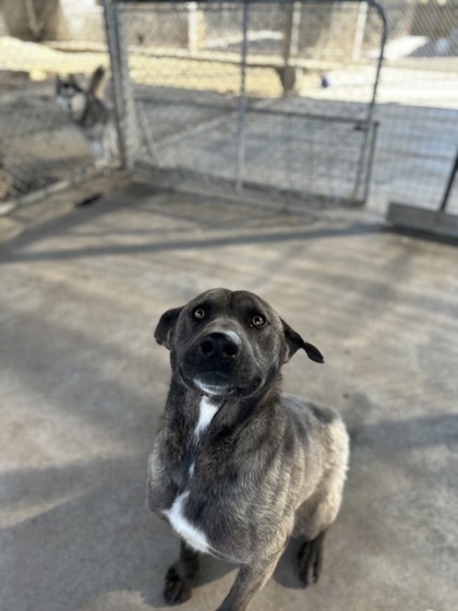 Francisco, an adoptable Shepherd, Mixed Breed in Moses Lake, WA, 98837 | Photo Image 3