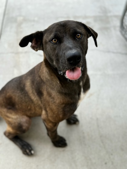 Francisco, an adoptable Shepherd, Mixed Breed in Moses Lake, WA, 98837 | Photo Image 3