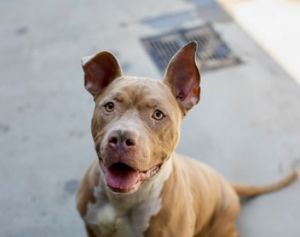 Bugz-IN FOSTER Mixed Breed Dog