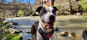 Sweet Feathers - IN FOSTER Mixed Breed Dog