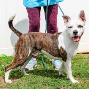 Brickell is ready to party This adorable 1 year old is ready for action Hes an exuberant pup who 