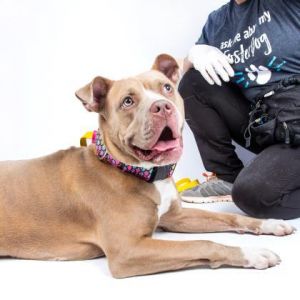 Aphrodite- IN FOSTER Mixed Breed Dog