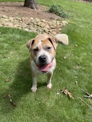 Keyshawn- IN FOSTER Mixed Breed Dog
