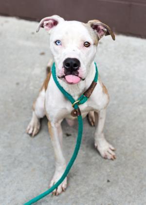 Huckle Barkle Finn - IN FOSTER Mixed Breed Dog