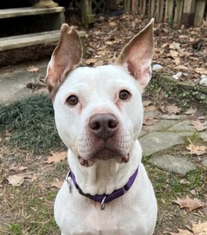 Robin - IN FOSTER Mixed Breed Dog