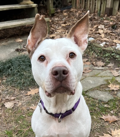 Robin - IN FOSTER