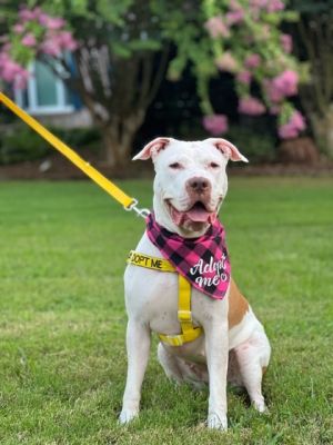 Tatiana - IN FOSTER Mixed Breed Dog