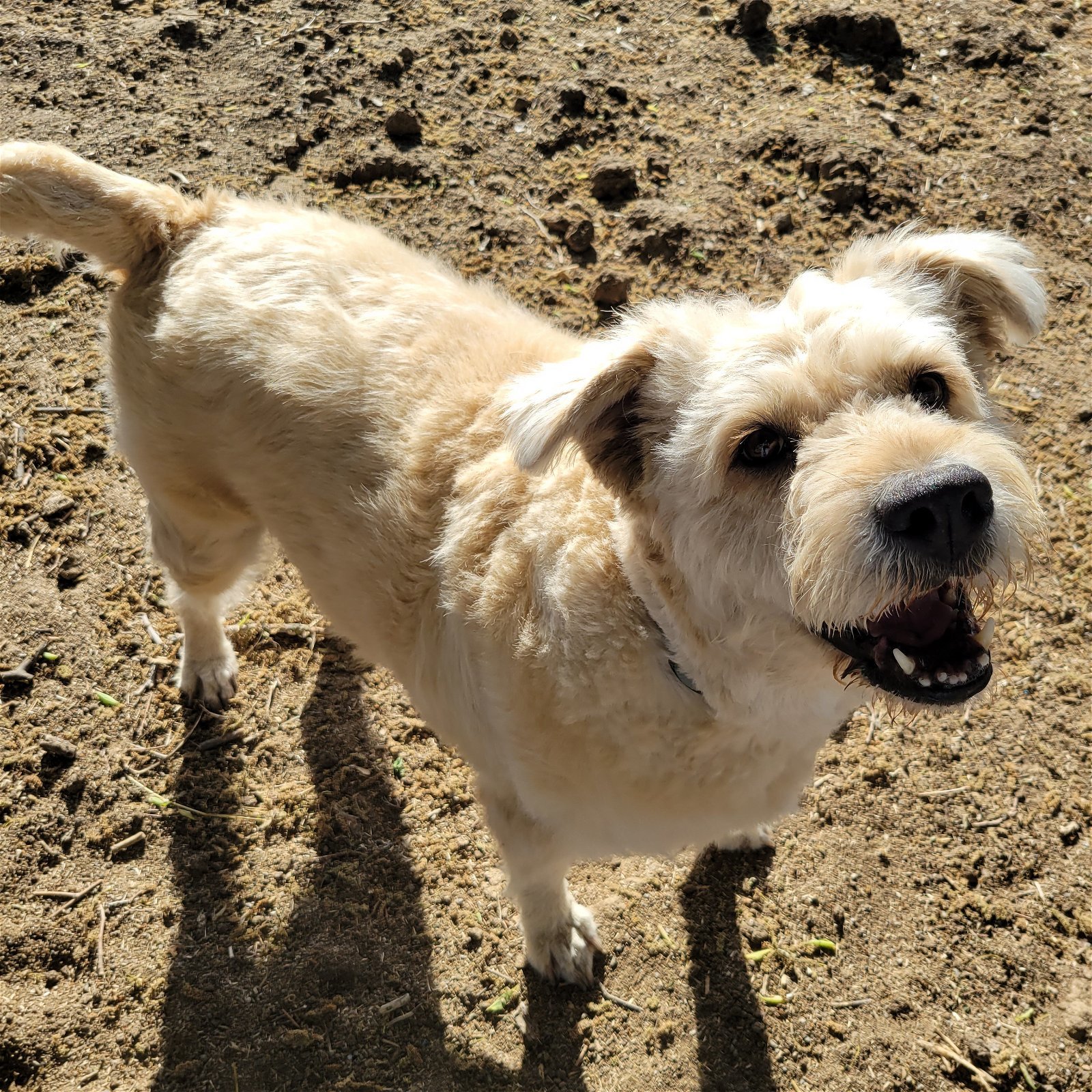 LITTLE GIRL, an adoptable Otterhound in Chico, CA, 95973 | Photo Image 1