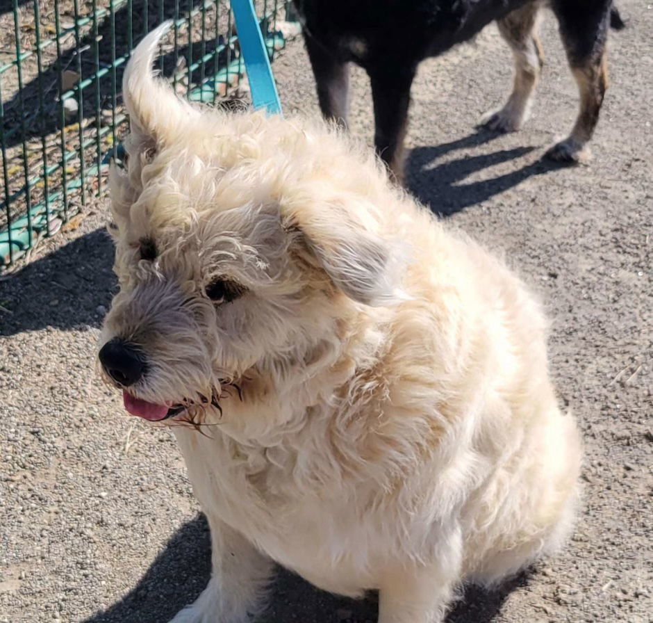 LITTLE GIRL, an adoptable Otterhound in Chico, CA, 95973 | Photo Image 2