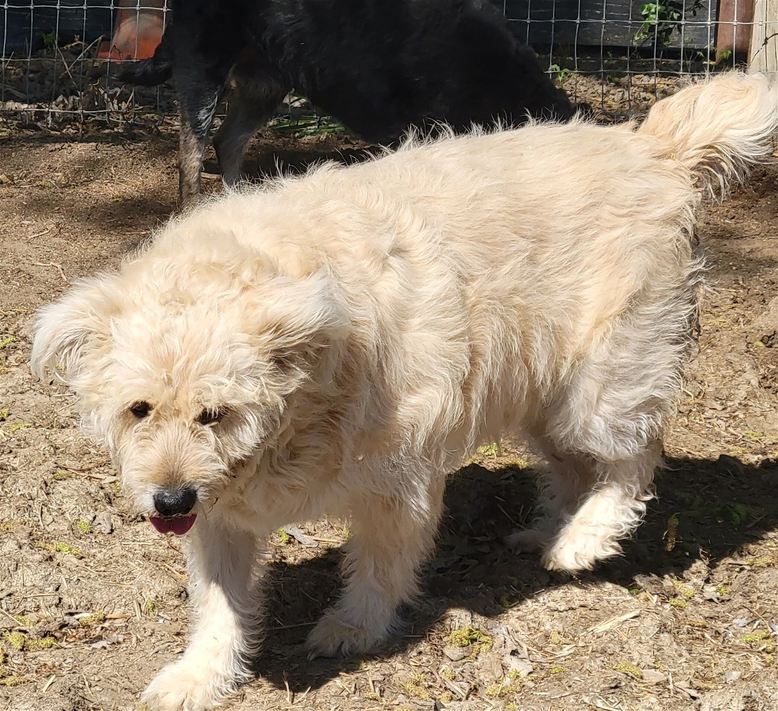 LITTLE GIRL, an adoptable Otterhound in Chico, CA, 95973 | Photo Image 3