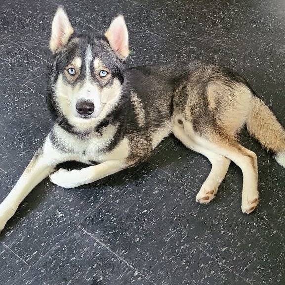 John, an adoptable Siberian Husky in Lakefield, ON, K0L 2H0 | Photo Image 1