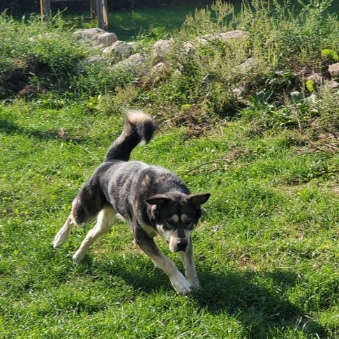 Bella, an adoptable Alaskan Malamute, German Shepherd Dog in Lakefield, ON, K0L 2H0 | Photo Image 2